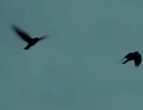 Twenty Springs & Twenty Survivals